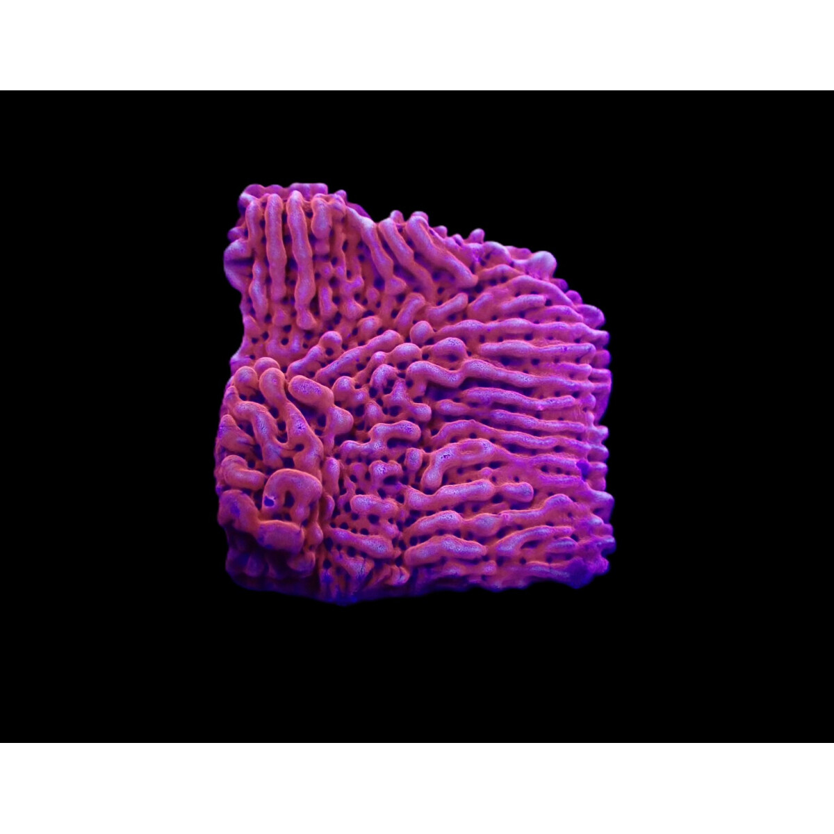 Montipora danae (JF Mean Streak) (frag) box