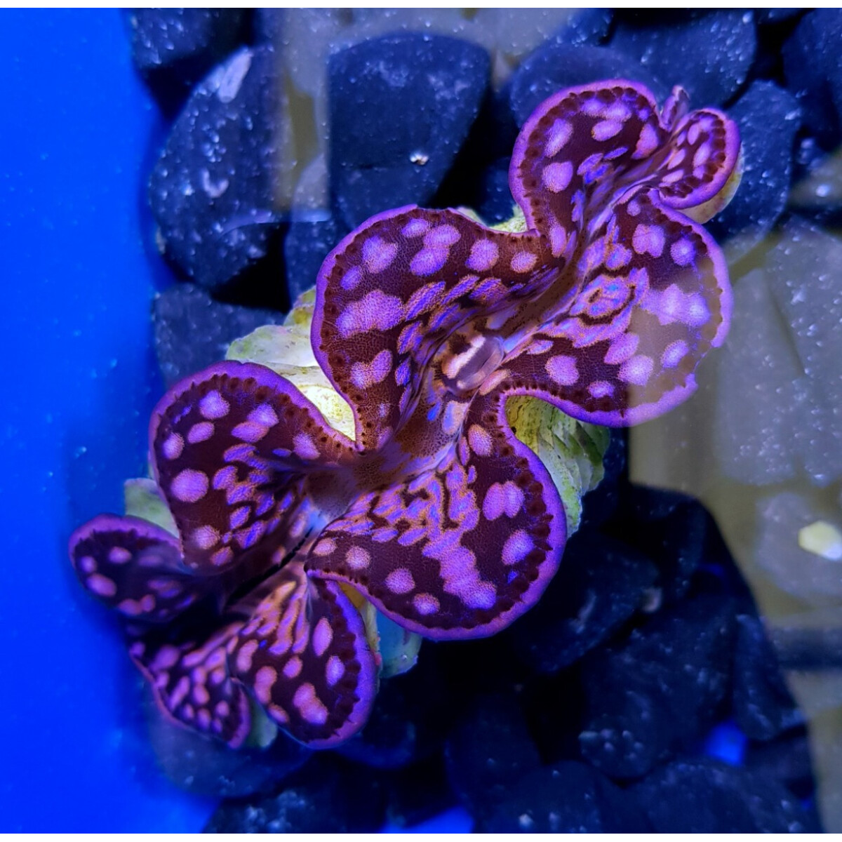 Tridacna maxima (Pink-Purple) box