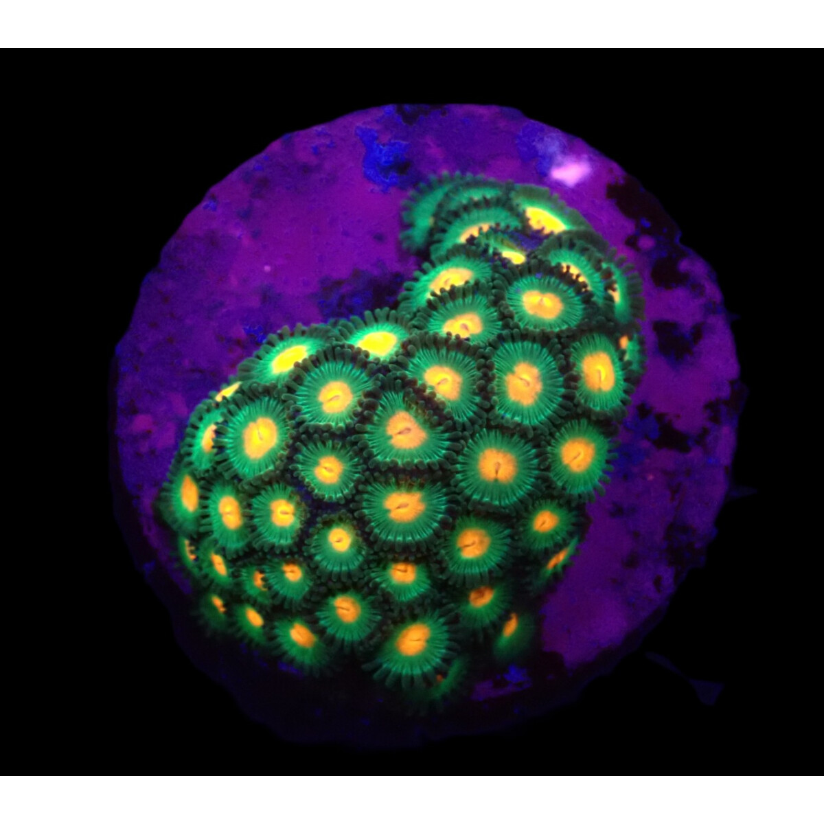 Zoanthus sp. - Gorilla Nipples box