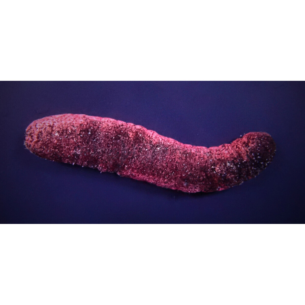 Holothuria edulis - Rosafarbene Seegurke box