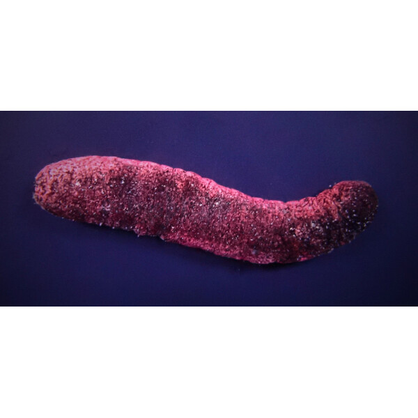 Holothuria edulis - Rosafarbene Seegurke