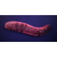 Holothuria edulis - Rosafarbene Seegurke