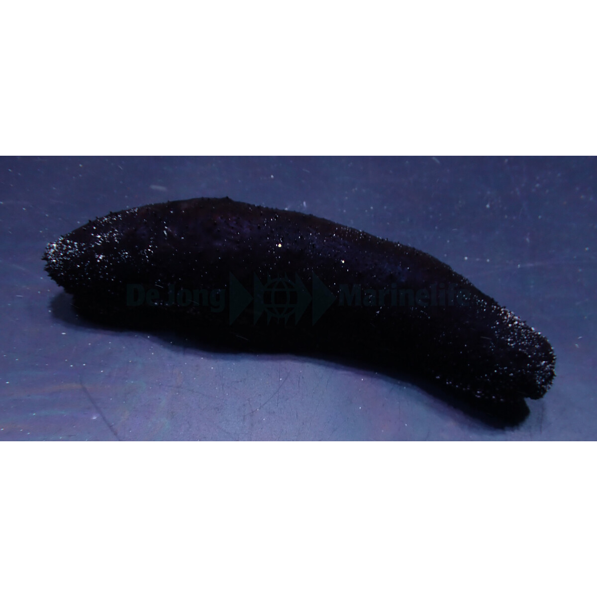 Holothuria atra - Schwarze Seewalze box