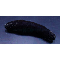 Holothuria atra - Schwarze Seewalze