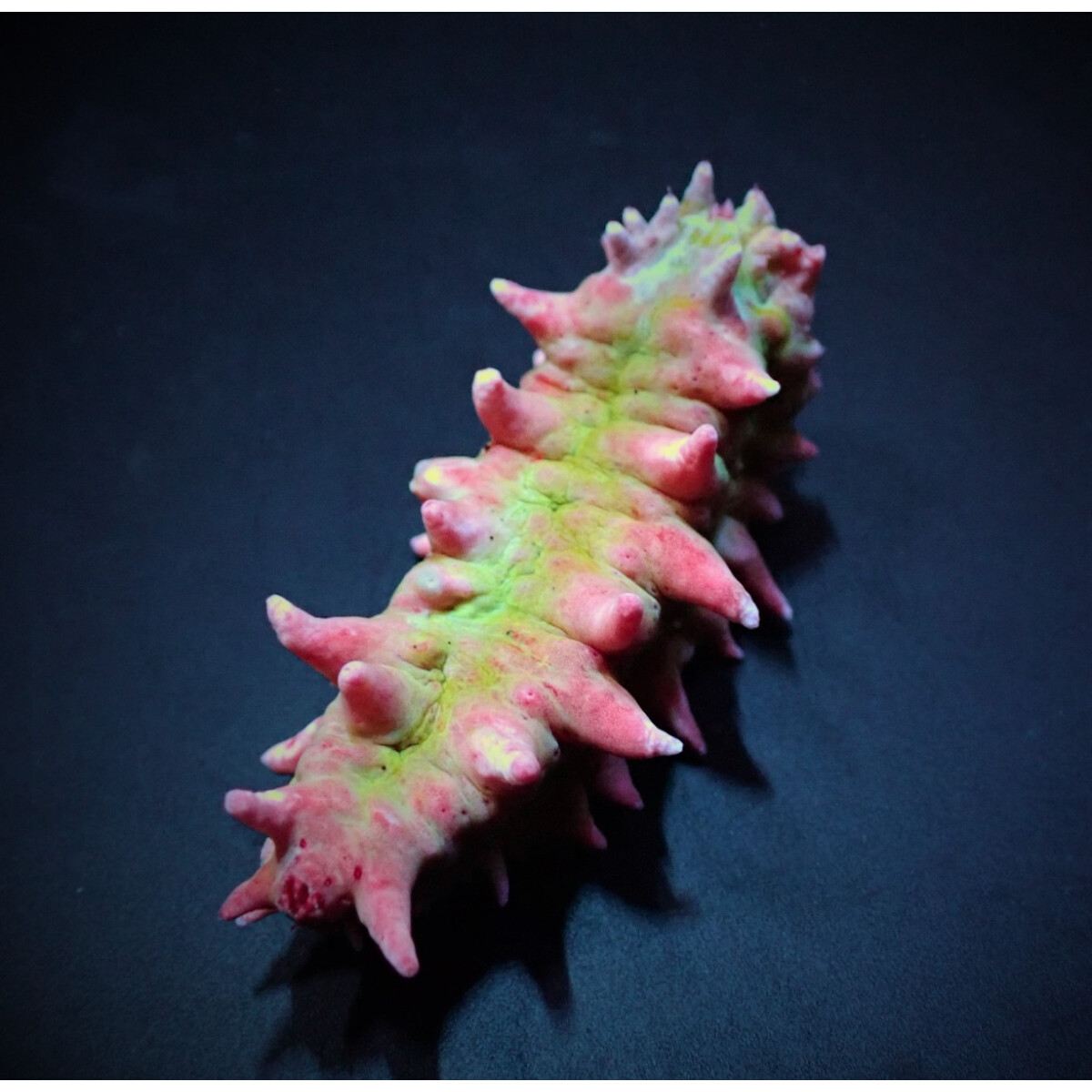 Colochirus crassus - Kleine Warzen-Seewa box