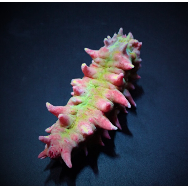 Colochirus crassus - Kleine Warzen-Seewalze, Rosa Seewalze