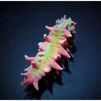 Colochirus crassus - Kleine Warzen-Seewalze, Rosa Seewalze