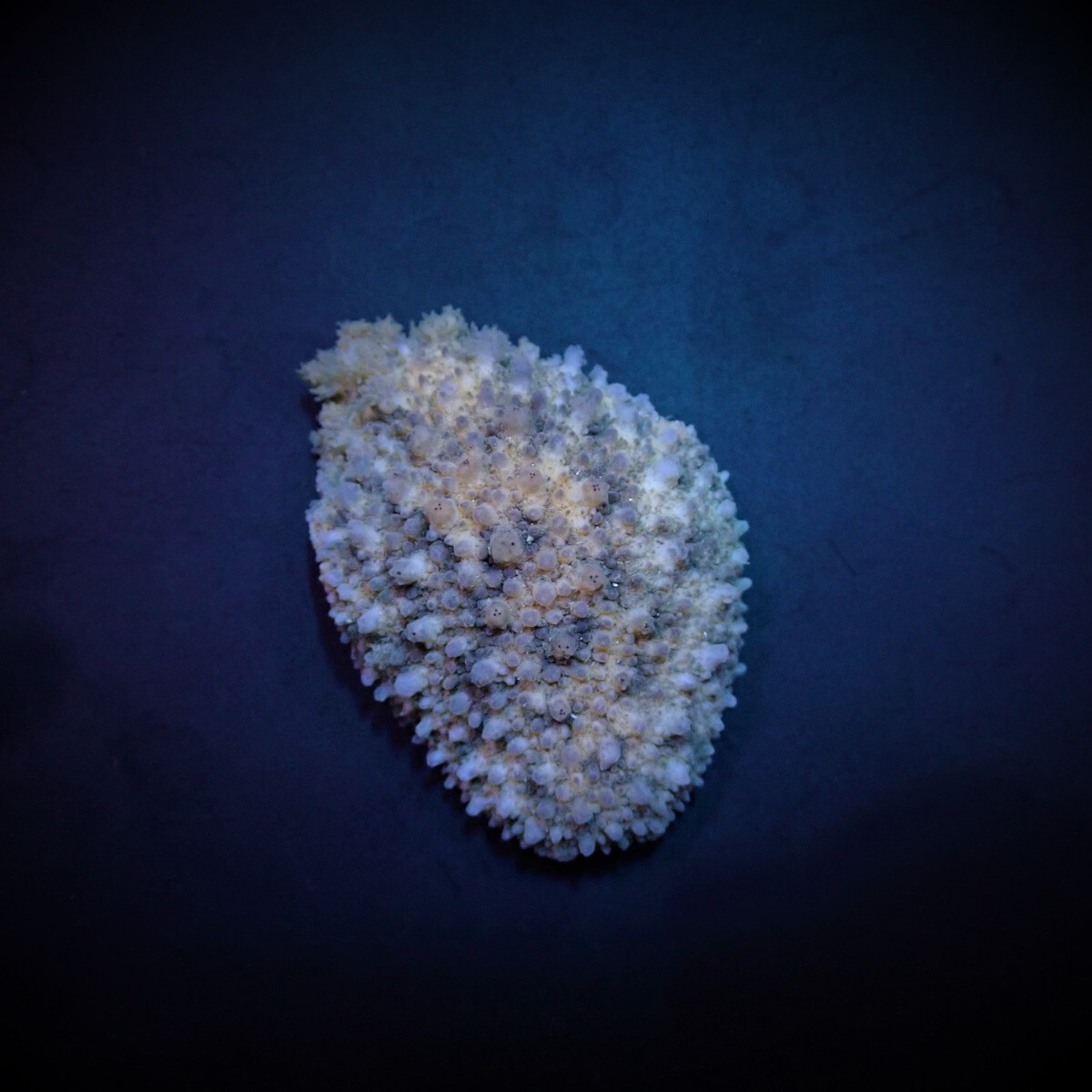 Dolabrifera dolabrifera - Warziger Seeha box