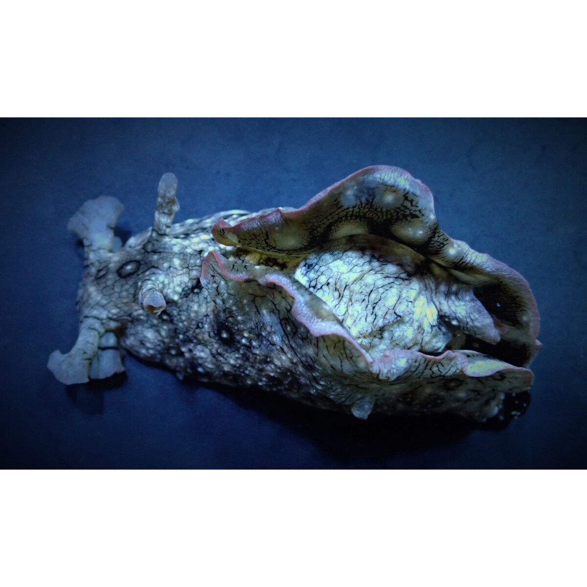 Aplysia argus - Argus Seehase box