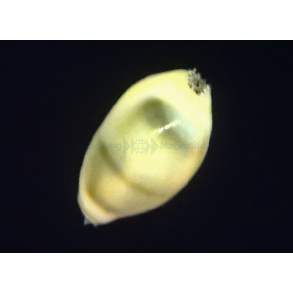 Monetaria moneta - Kaurischnecke, Geld Kauri