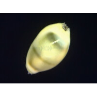 Monetaria moneta - Kaurischnecke, Geld Kauri