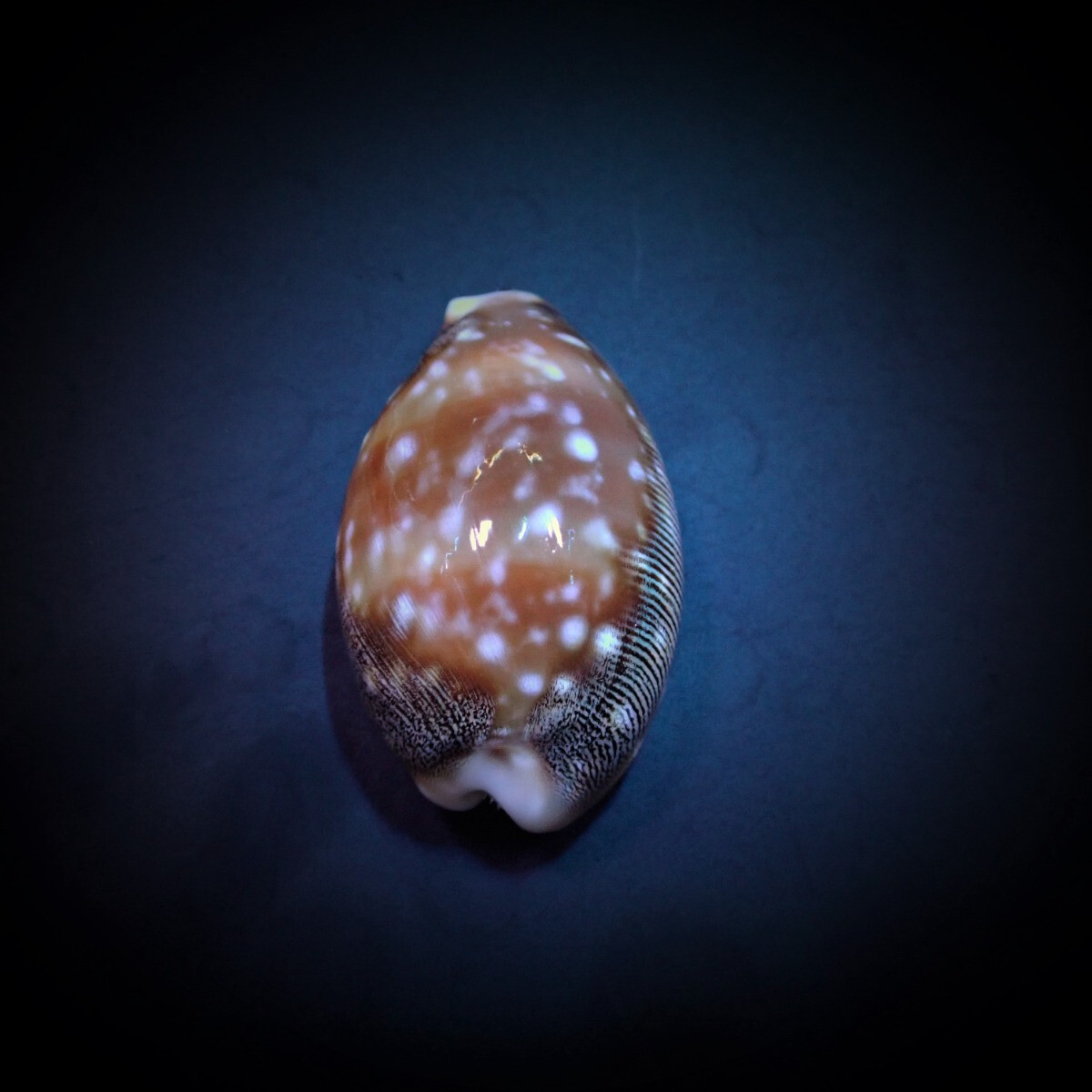 Lyncina vitellus - Pazifische Rehschneck box