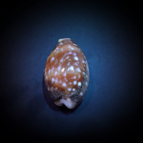 Lyncina vitellus - Pazifische Rehschnecke