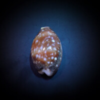 Lyncina vitellus - Pazifische Rehschnecke