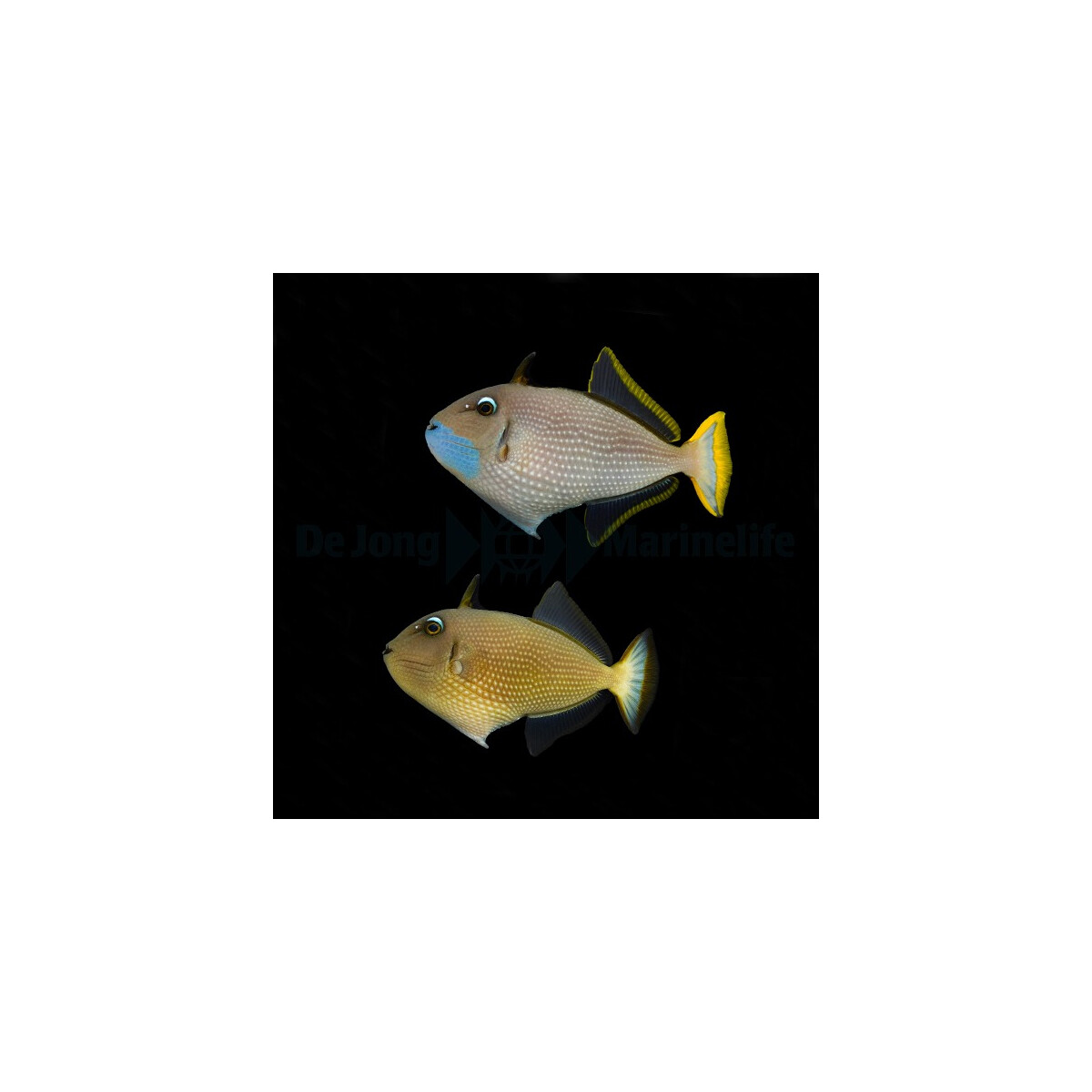 Xanthichthys auromarginatus - Blaukehl-D box