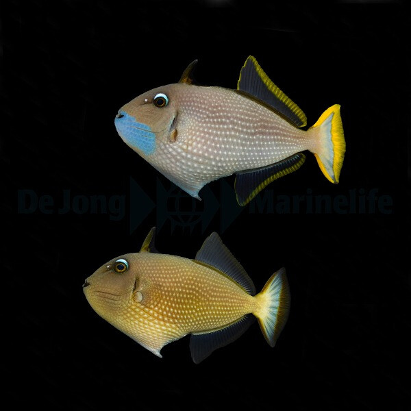 Xanthichthys auromarginatus - Blaukehl-Drückerfisch ( Paar )