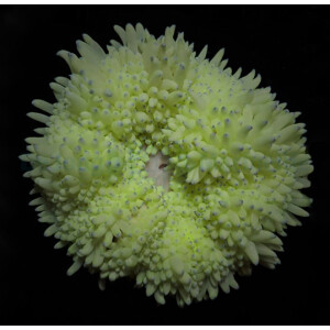 Heteractis crispa (yellow)