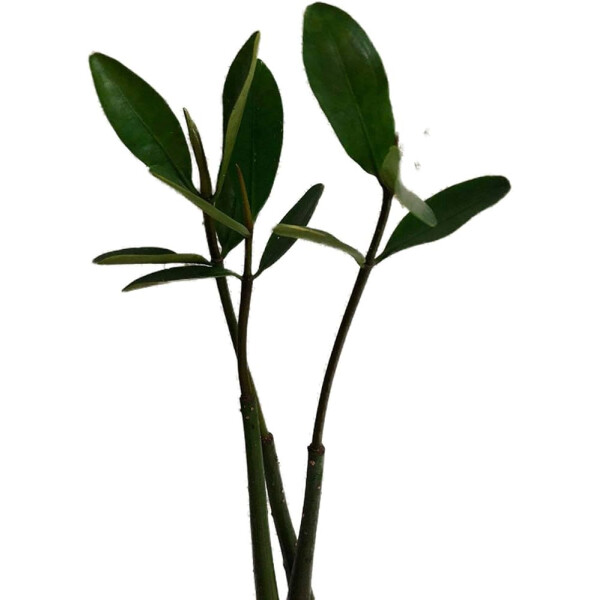 Rhizophora mangle - Rote Mangrove Pflanzen 1-3 Blattpaare