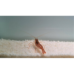 Lysmata vittata - Australische Putzergarnele
