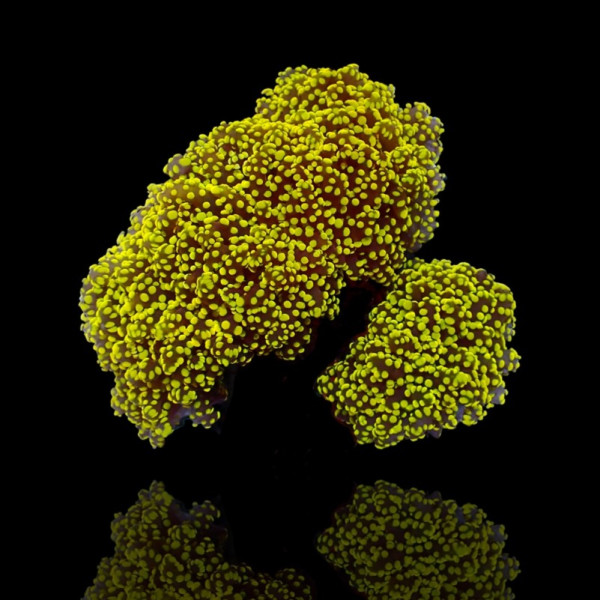 Euphyllia Yaeyamaensis Green/Yellow Tip - per Kopf