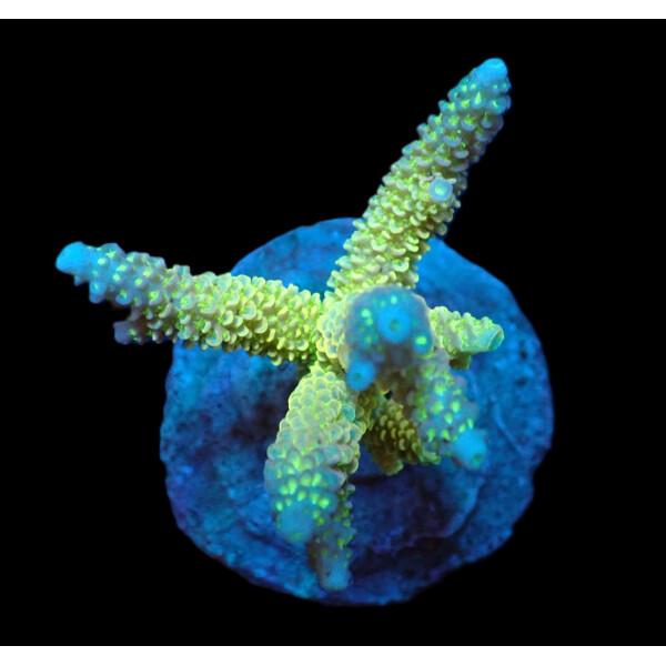 Acropora abrolhosensis (Yellow) ( frag )