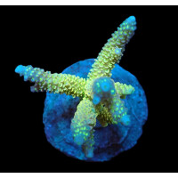 Acropora abrolhosensis (Yellow) ( frag )