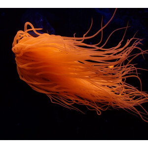 Pachycerianthus spp. (Orange)