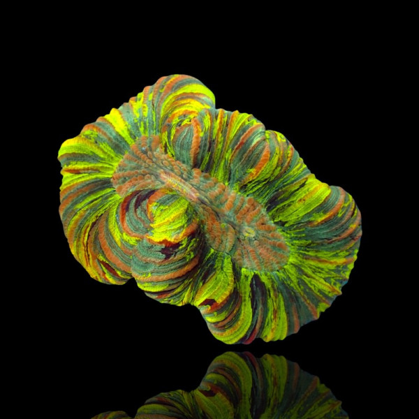 Trachyphyllia Geoffroyi Green Fluor Australien