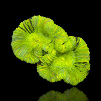 Trachyphyllia Geoffroyi Green Fluor Australien