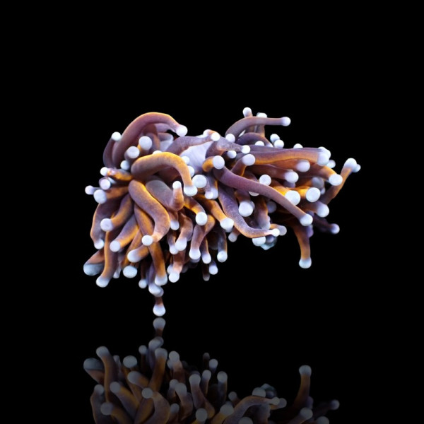 Euphyllia Glabrescens - Copper - per Kopf