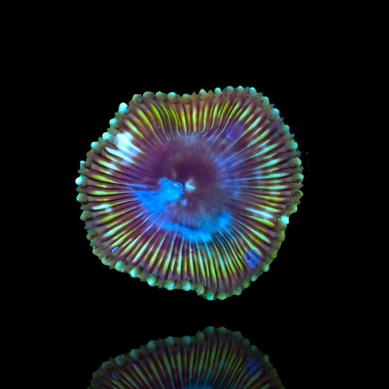 Protopalythoa Grandis Green/Blue