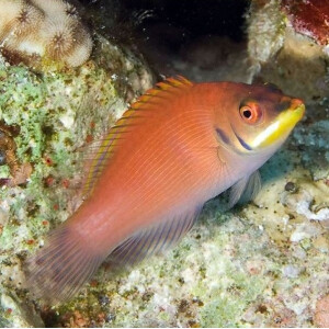 Pseudocheilinus evanidus - Streifen Zwerglippfisch