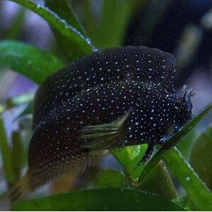 Salarias ramosus - Sternchen Schleimfisch
