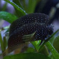 Salarias ramosus - Sternchen Schleimfisch