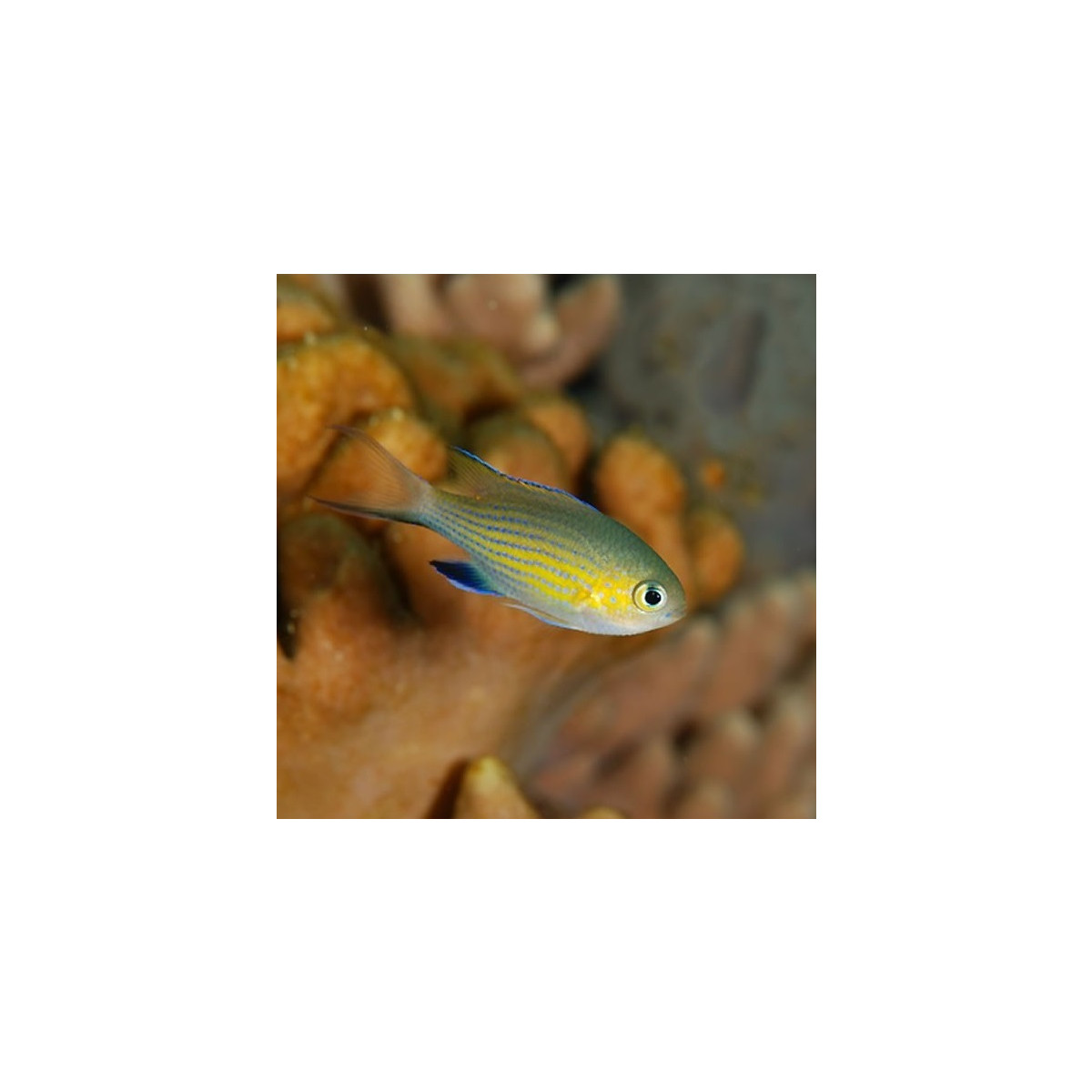 Chromis Vanderbilt - Blaugelbes Schwalbenschwänzchen