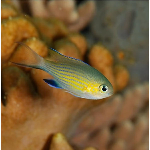 Chromis Vanderbilt - Blaugelbes Schwalbenschwänzchen