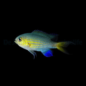 Chromis Vanderbilt - Blaugelbes Schwalbenschwänzchen