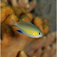 Chromis Vanderbilt - Blaugelbes Schwalbenschwänzchen