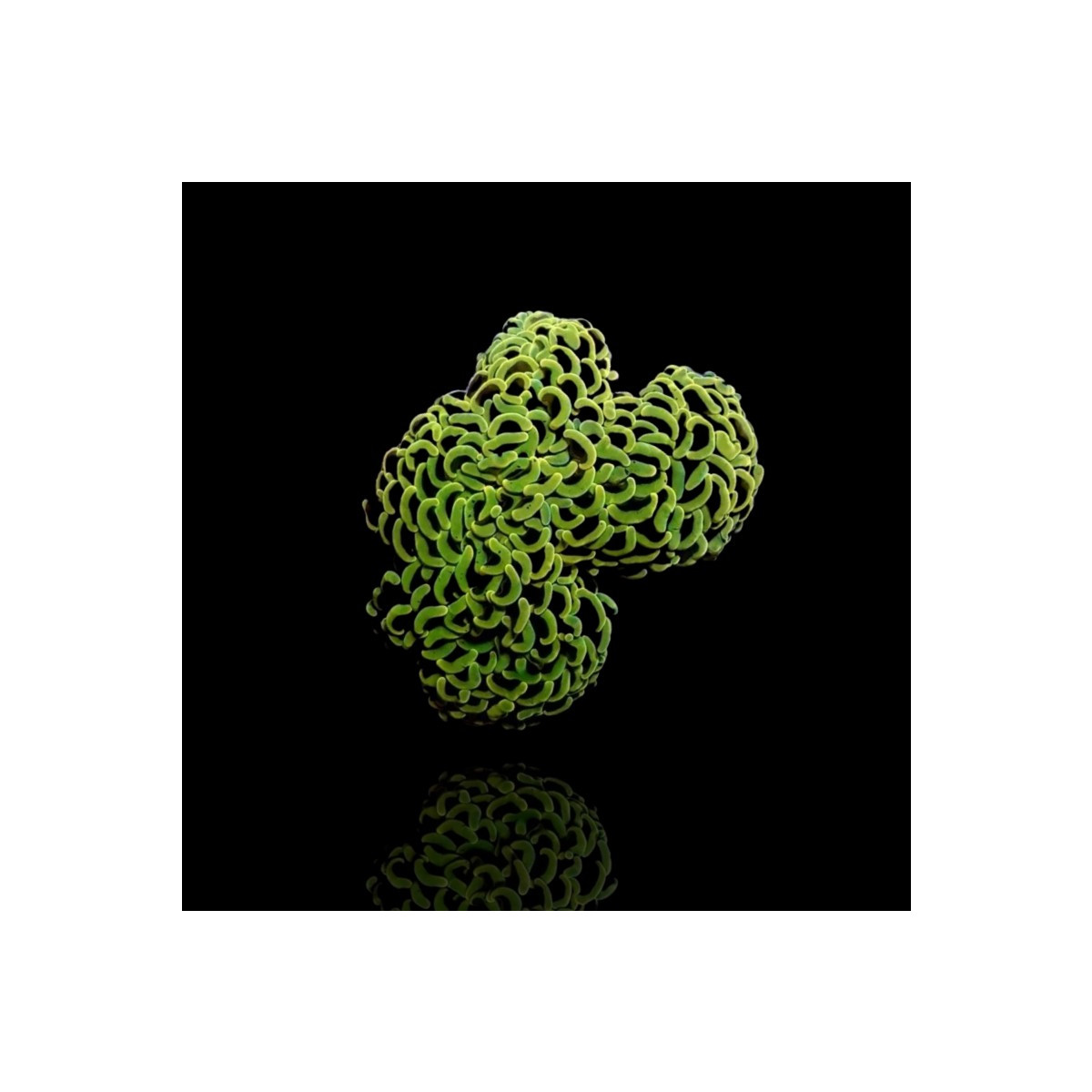 Euphyllia Ancora Green