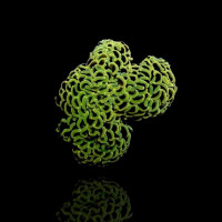 Euphyllia Ancora Green