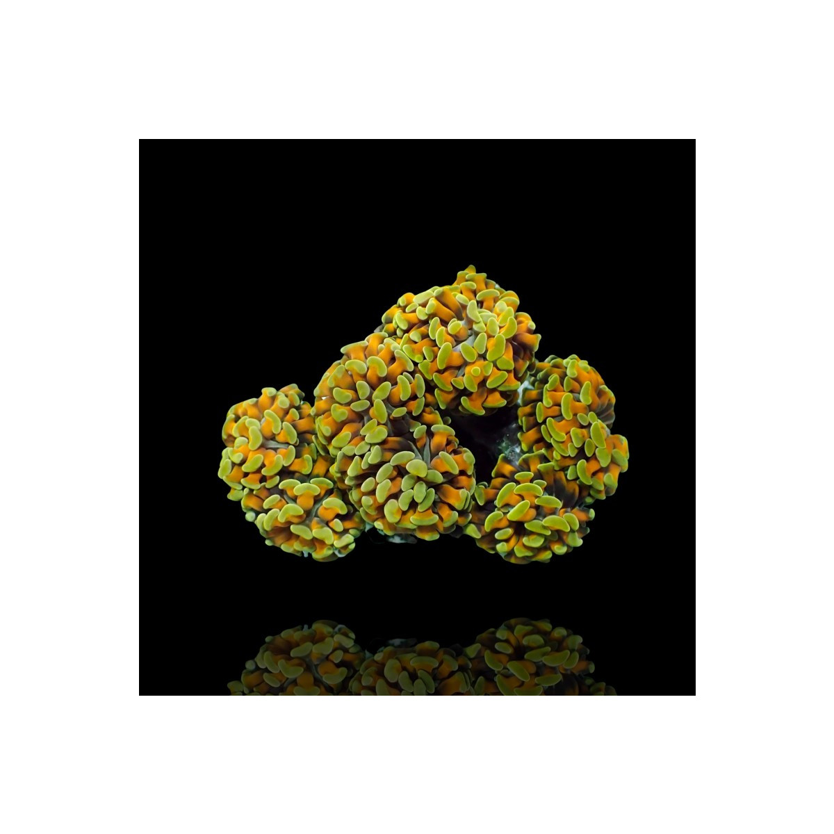 Euphyllia paraancora Golden Nugget - per Kopf