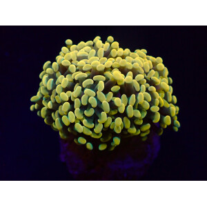 Euphyllia paraancora "Golden Nugget 24K" - per...