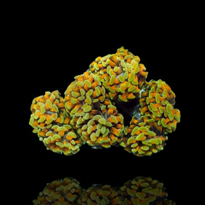 Euphyllia paraancora Golden Nugget - per Kopf