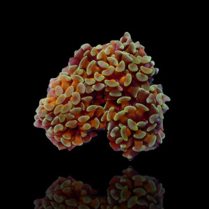 Euphyllia paraancora Golden Nugget - per Kopf