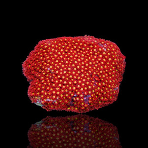 Goniopora sp - Short Polyp - sp Red-Yellow M-size