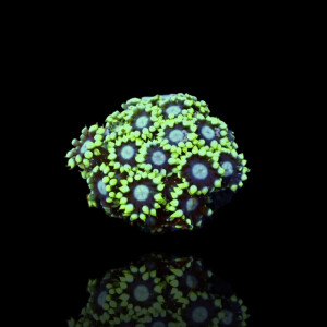 Alveopora Ultra Green S-Size