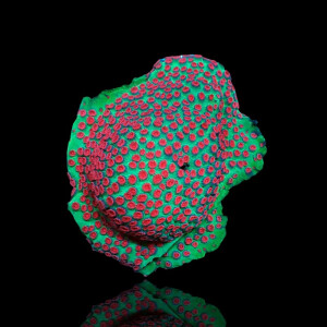Cyphastrea spp. Green/Red L