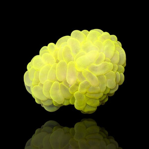 Plerogyra Sinuosa Ultra Yellow M/L-Size - Blasenkoralle...