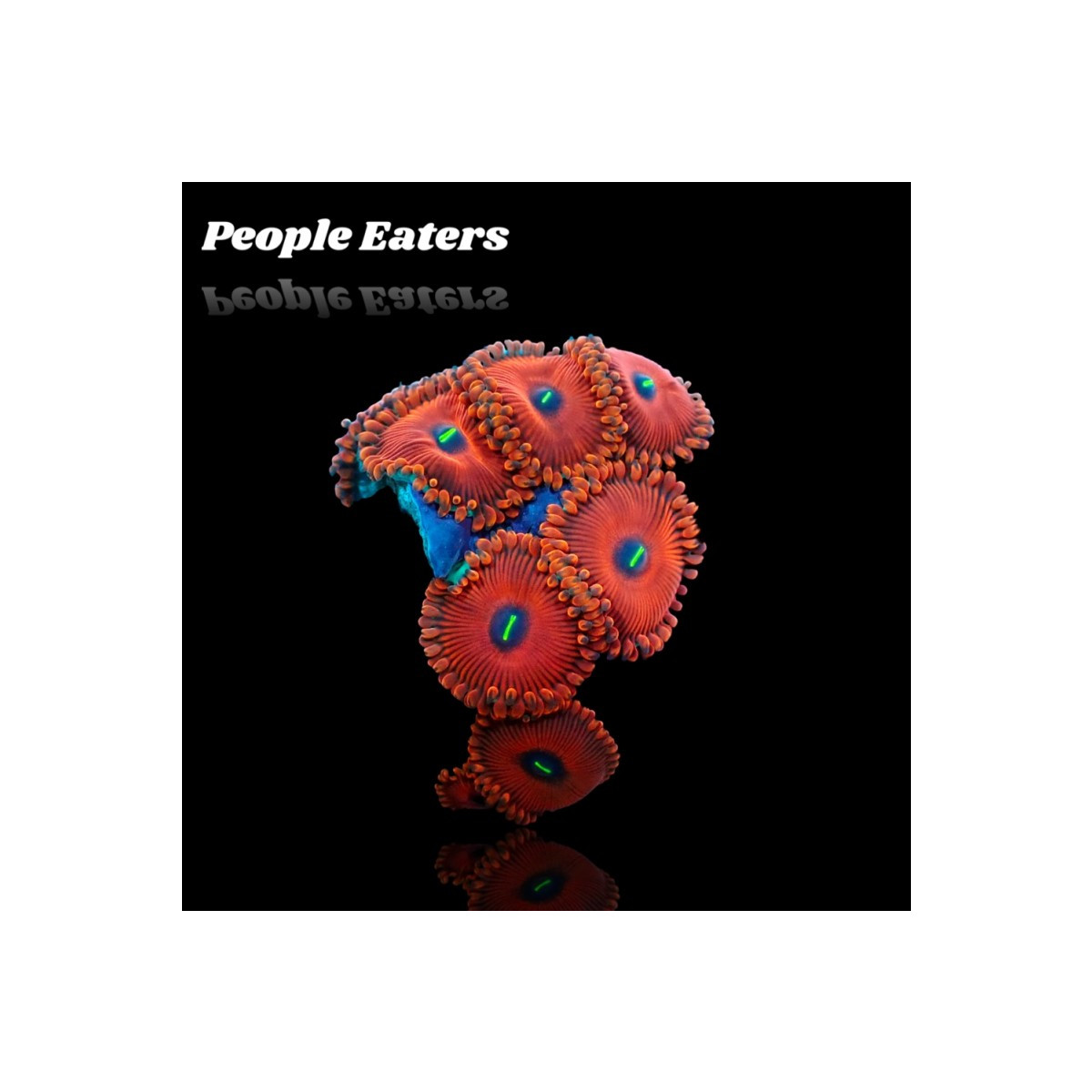 Zoanthus People Eaters Red