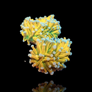 Euphyllia Banana Torch - Per Kopf
